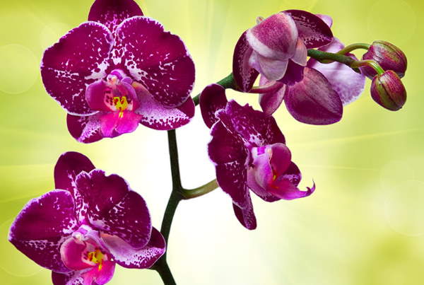 Shangrala's Among The Orchids 2