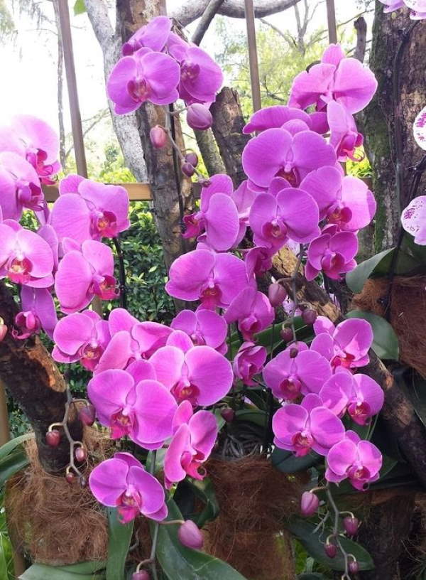 Shangrala's Among The Orchids 2