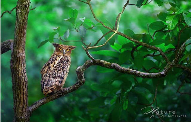 Shangrala's Owl Photography