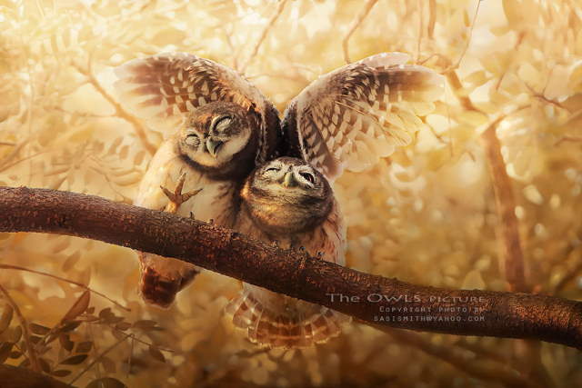 Shangrala's Owl Photography