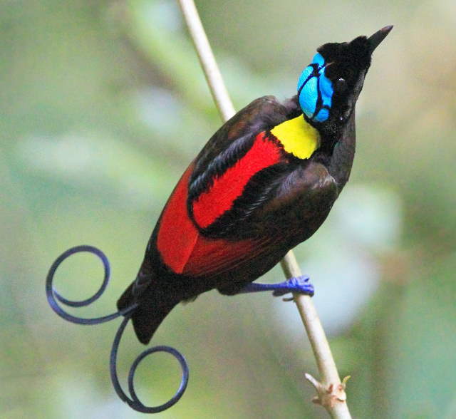 Shangrala's Wilson's Bird of Paradise