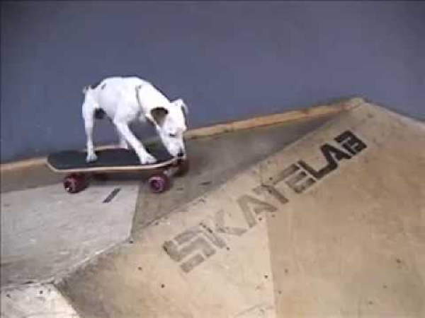 Shangrala's Skateboarding Dogs