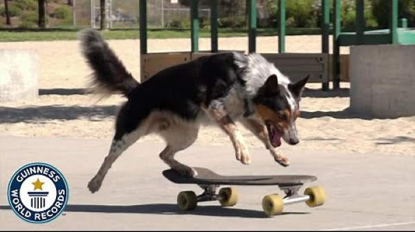 Shangrala's Skateboarding Dogs