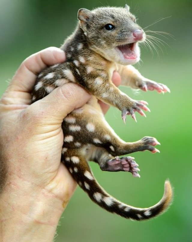 Shangrala's Spotted-Tail Quoll