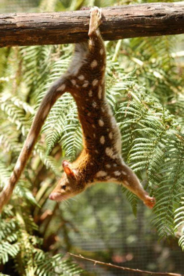Shangrala's Spotted-Tail Quoll