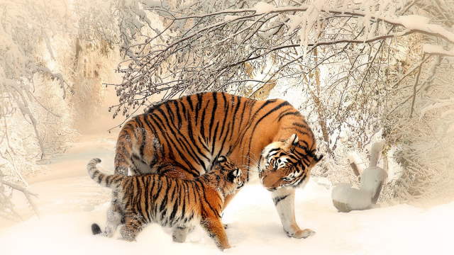 Shangrala's Winter Wildlife 3