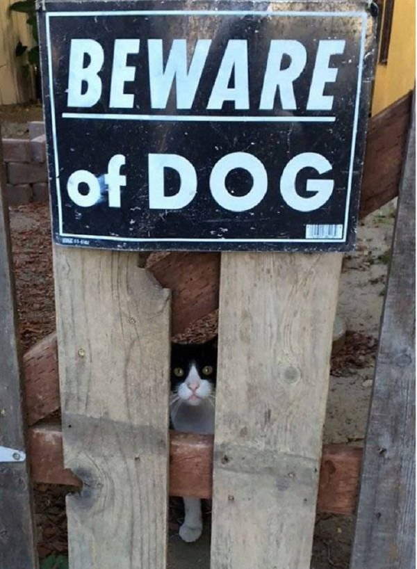 Shangrala's Beware Of Dog Signs 2