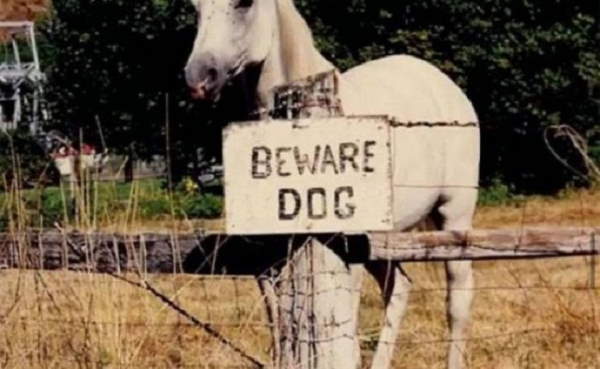 Shangrala's Beware Of Dog Signs 2