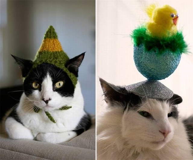 Silly Cats In Hats