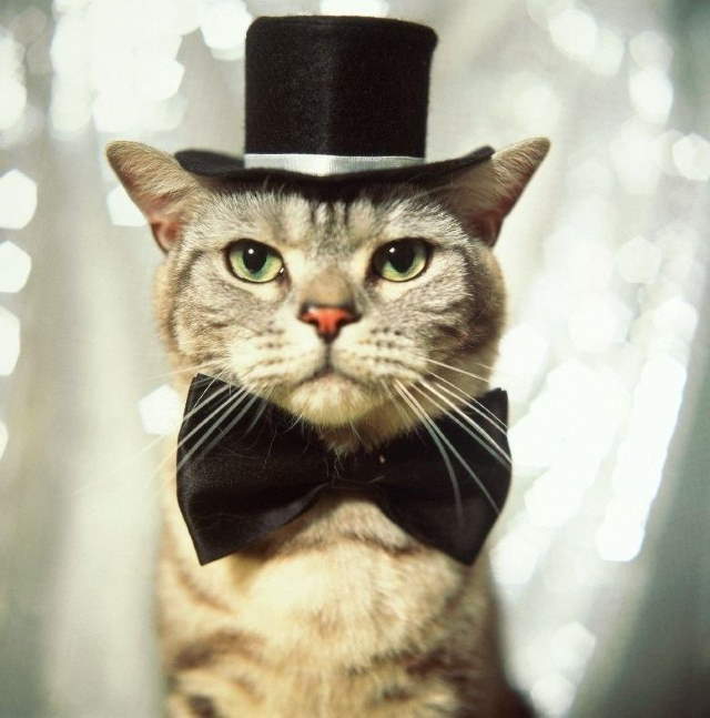 Silly Cats In Hats