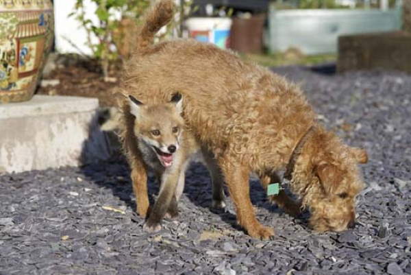Shangrala's The Fox And Dog 2