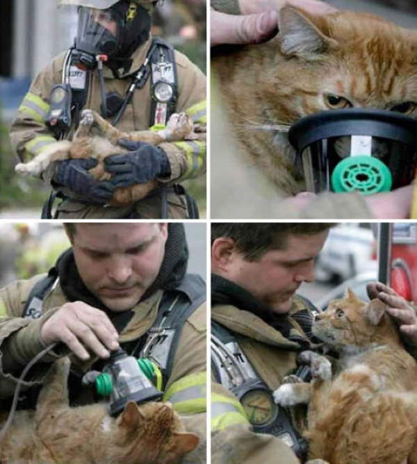 Shangrala's Firefighter Animal Rescues