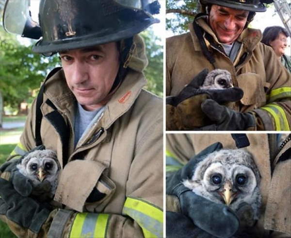 Shangrala's Firefighter Animal Rescues