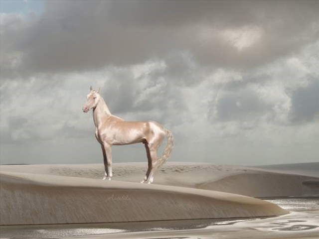 Shangrala's Beautiful Horses 2