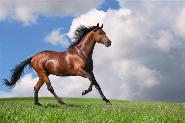 Shangrala's Beautiful Horses 2
