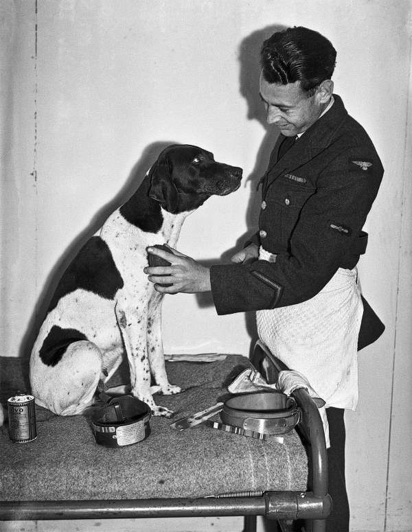 Shangrala's Judy - POW War Dog Hero