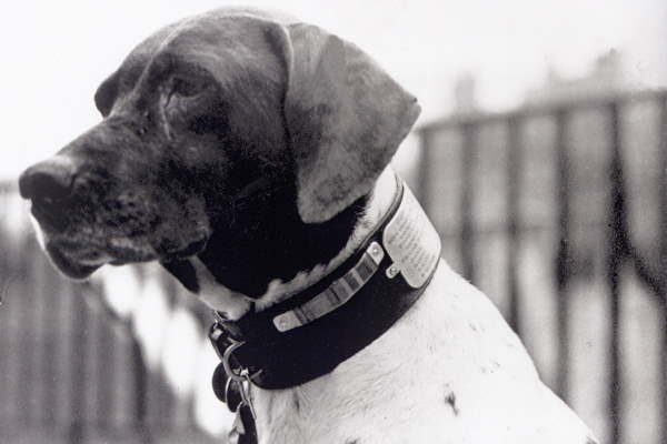 Shangrala's Judy - POW War Dog Hero