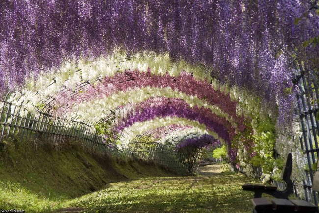 Shangrala's Ashikaga Flower Park