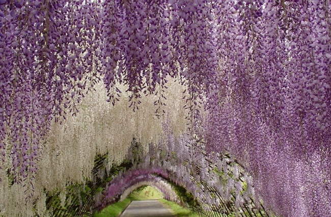 Shangrala's Ashikaga Flower Park