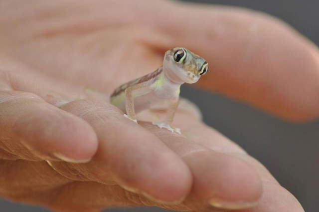 Shangrala's Cute Little Lizards