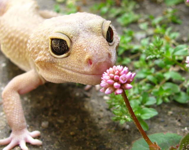 Shangrala's Cute Little Lizards