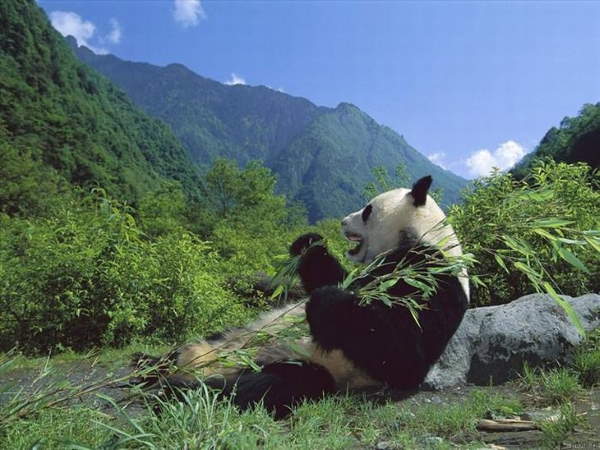 Shangrala's Giant Panda Bear 2
