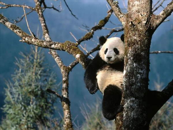 Shangrala's Giant Panda Bear 2