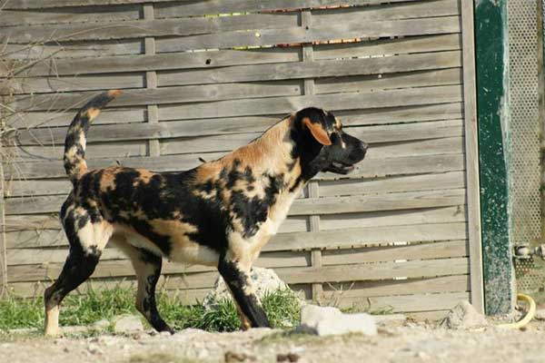 Shangrala's Beautiful Rare Dogs