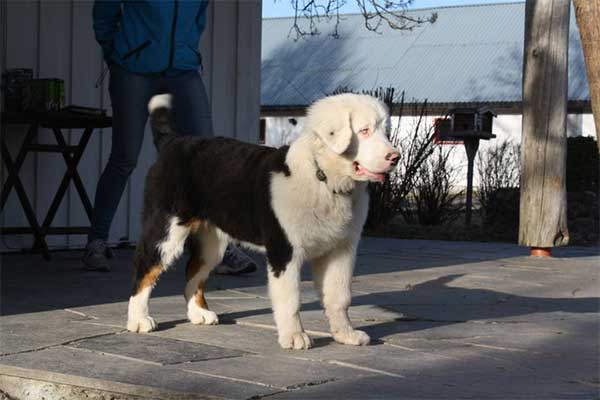 Shangrala's Beautiful Rare Dogs