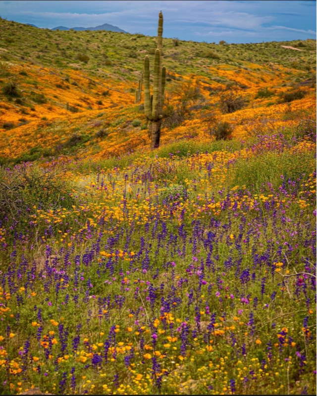 Shangrala's Arizona Wildflower Superbloom
