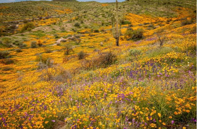 Shangrala's Arizona Wildflower Superbloom