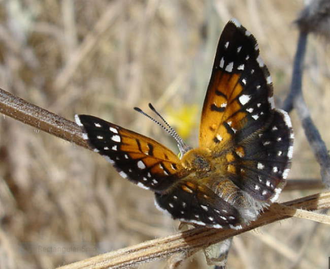 Shangrala's Beautiful Butterflies 2