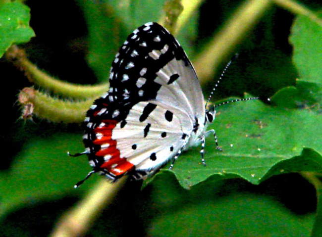Shangrala's Beautiful Butterflies 2