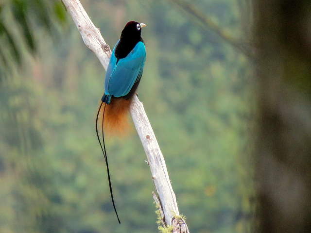 Shangrala's Beautiful Exoctic Birds 2