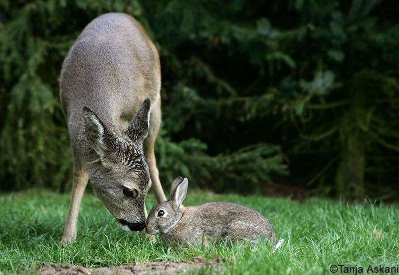 Shangrala's Bambi with Thumper