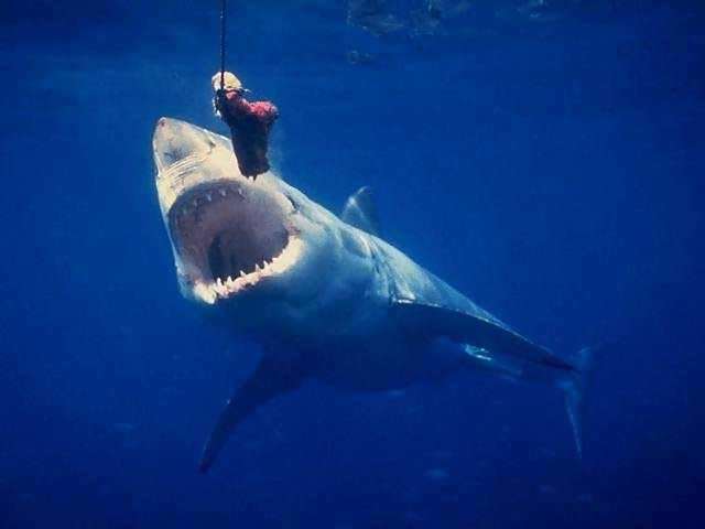 Shangrala's Great White Shark