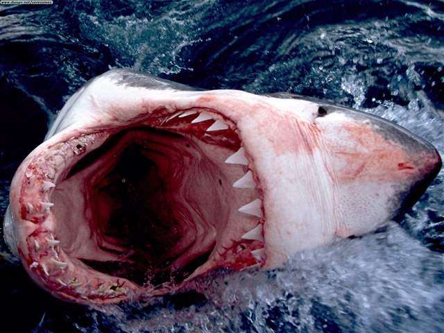 Shangrala's Great White Shark