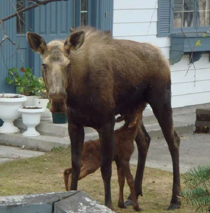 Shangrala's Newborn Moose
