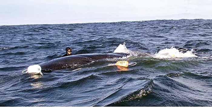 Shangrala's Whale Rescue