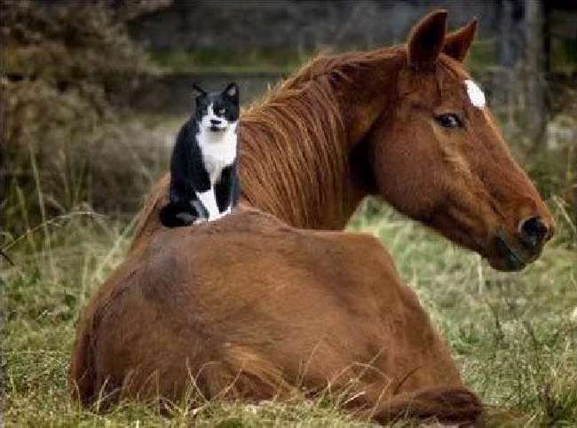 Shangrala's Aww Animals 5