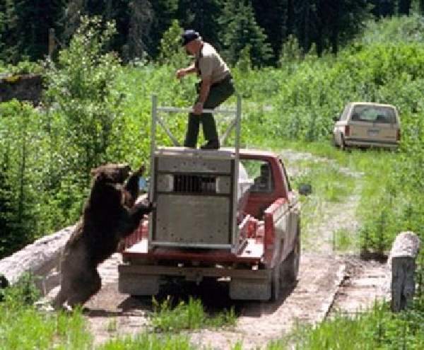 Shangrala's Wild Bear Release