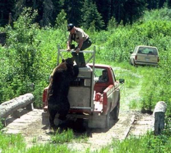 Shangrala's Wild Bear Release