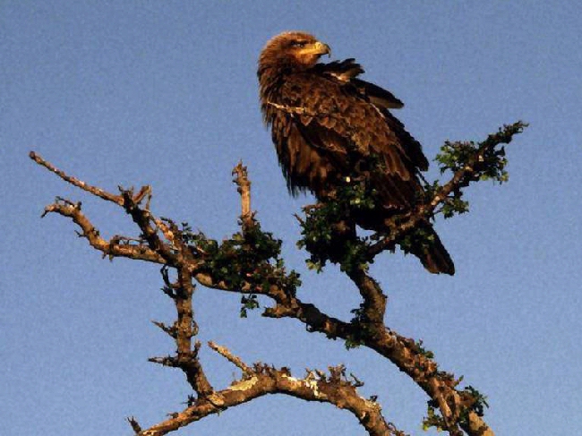 Shangrala's Story Of The Eagle