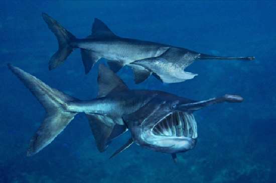 Shangrala's Giant Catfish