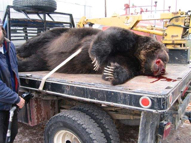 Shangrala's Grizzly Bear