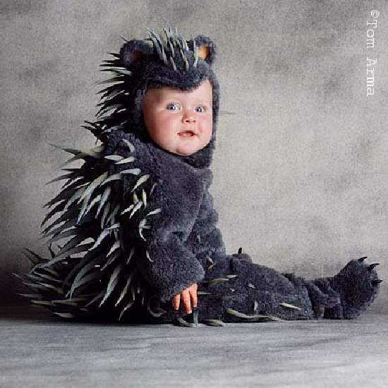 Shangrala's Sweet Baby Overload