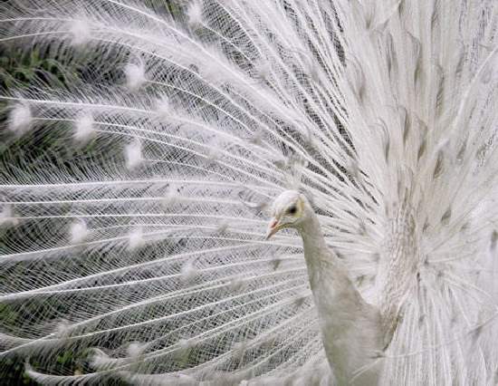 Shangrala's Amazing Albino Animals
