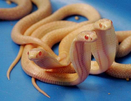Shangrala's Amazing Albino Animals