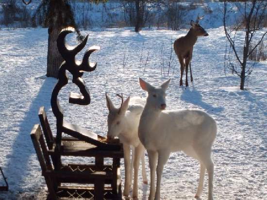 Shangrala's Amazing Albino Animals