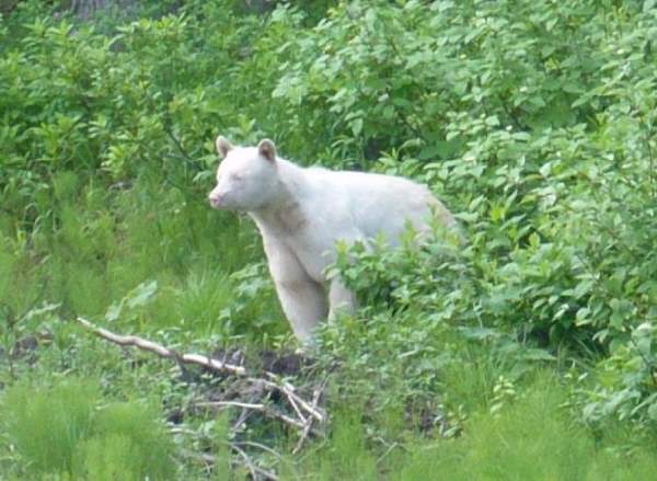Shangrala's Albino Bear